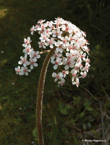 Darmera peltata