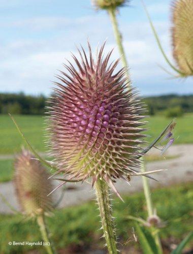 Dipsacus fullonum