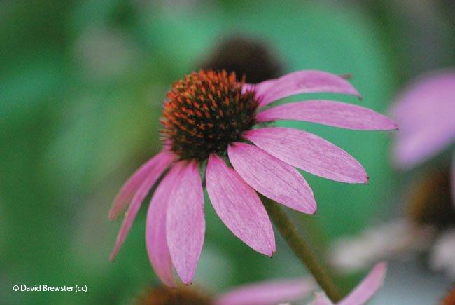 Echinacea purpurea