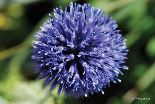 Echinops ritro