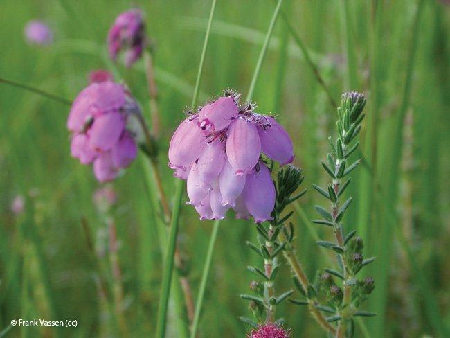 Erica tetralix