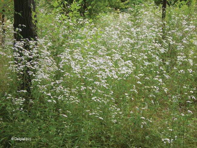 Erigeron annuus