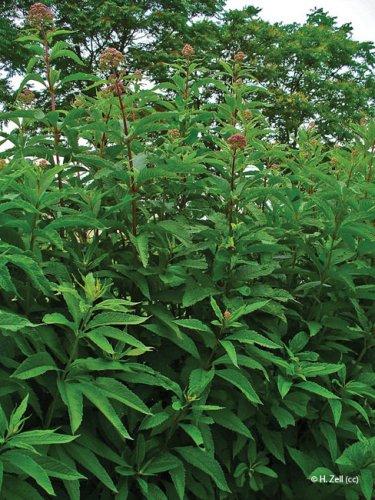 Eupatorium purpureum