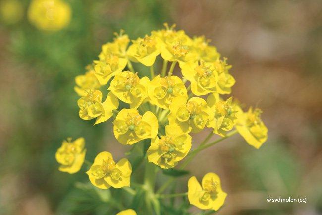 Euphorbia cyparissias