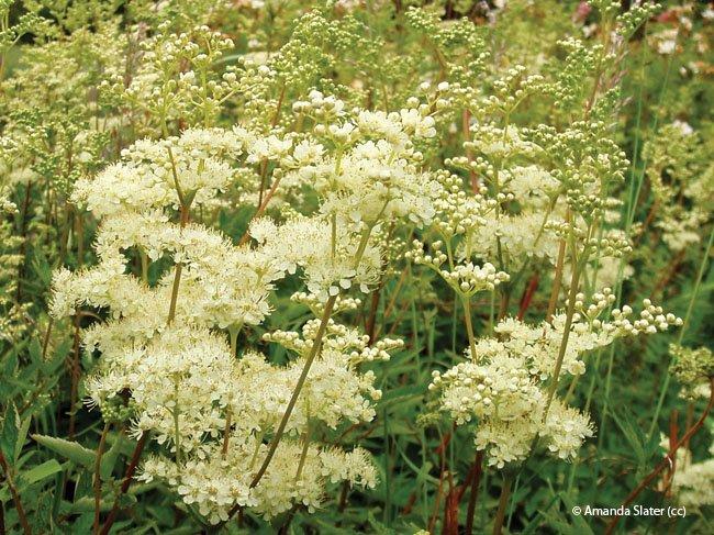 Filipendula ulmaria
