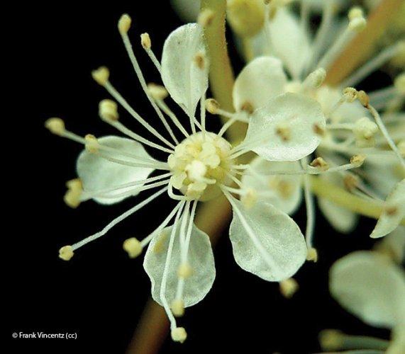 Filipendula ulmaria