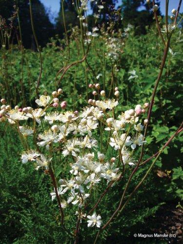 Filipendula vulgaris