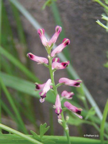 Fumaria officinalis