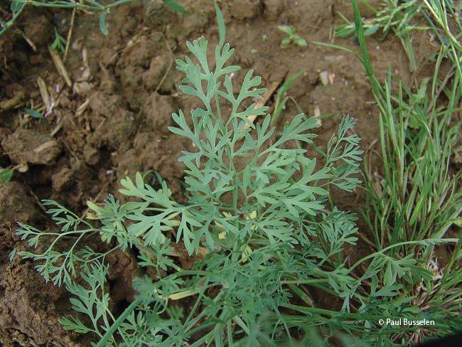 Fumaria officinalis