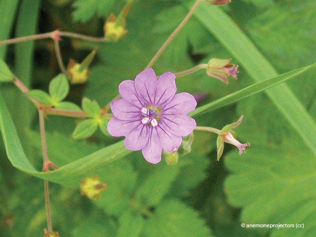 Geranium pyrenaicum