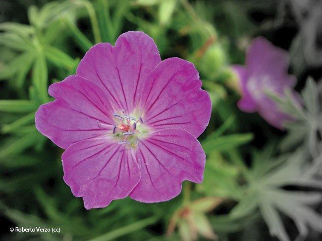 Geranium sanguineum