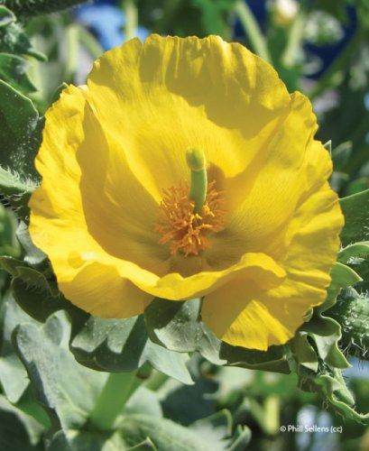 Glaucium flavum