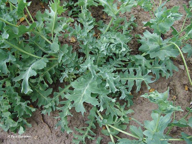 Glaucium flavum