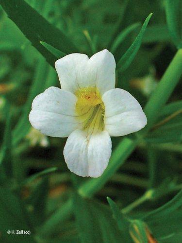 Gratiola officinalis
