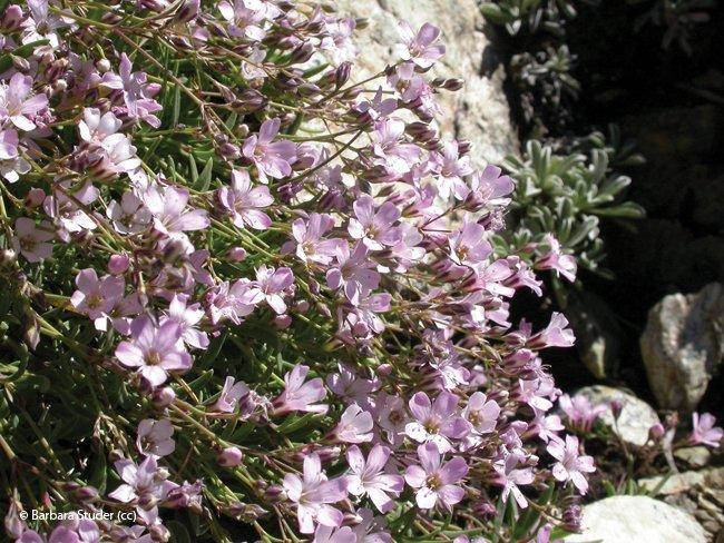 Gysophila repens