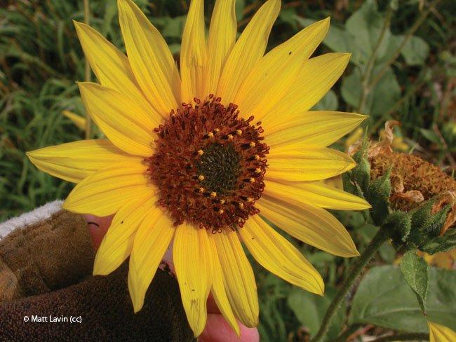 Helianthus annuus spp.