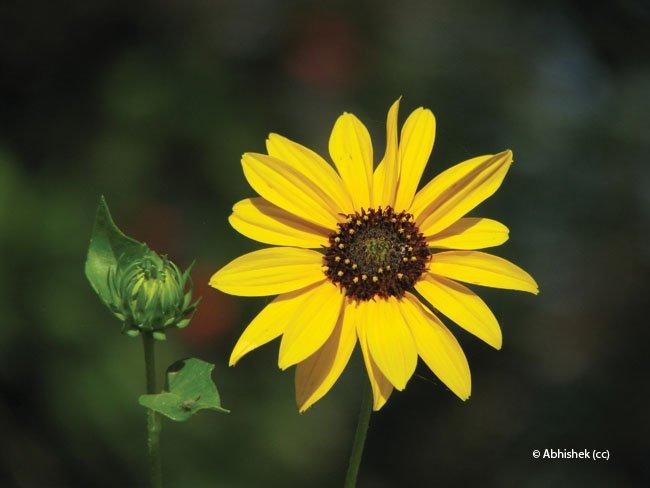 Helianthus annuus spp.