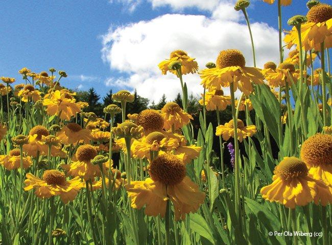 Helianthus decapetalus