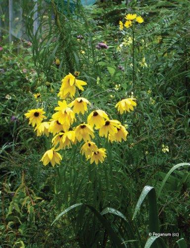 Helianthus salicifolius