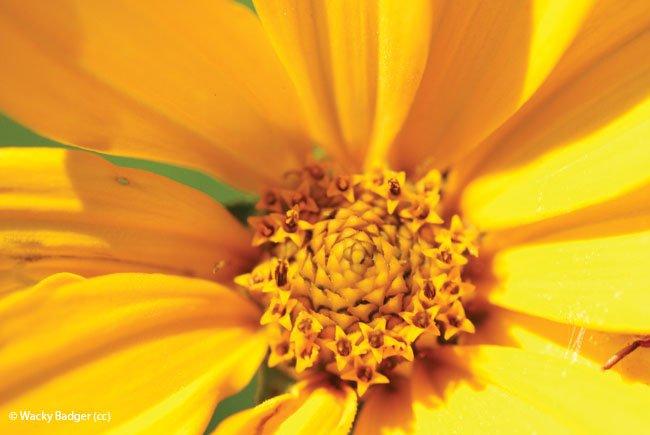 Heliopsis helianthoides