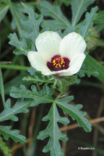 Hibiscus trionum