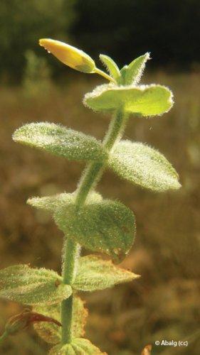 Hypericum elodes