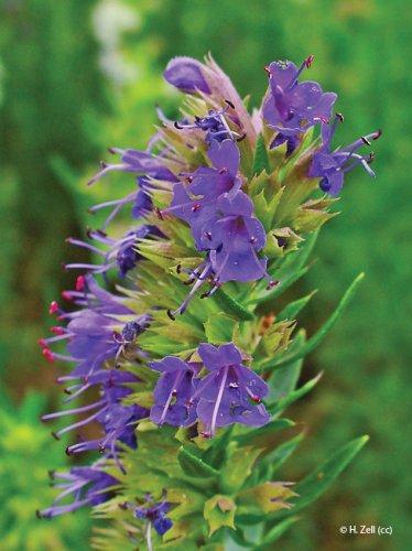 Hyssopus officinalis