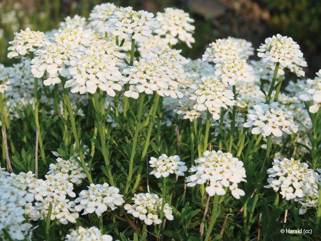 Iberis sempervirens