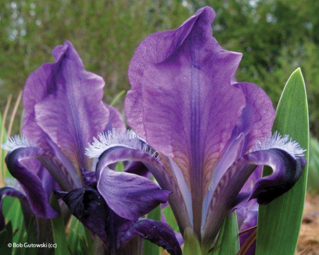 Iris pumila