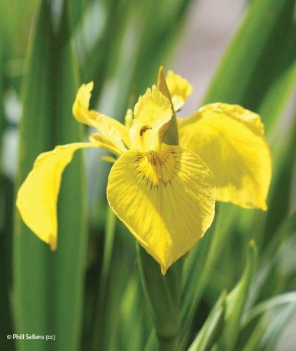 Iris siberica