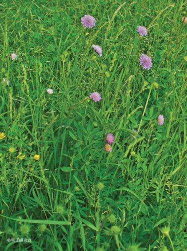 Knautia arvensis