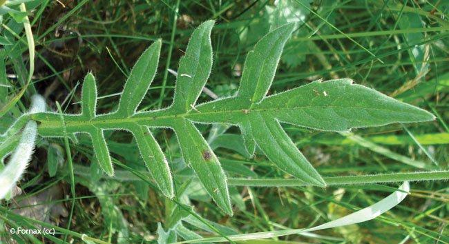 Knautia arvensis