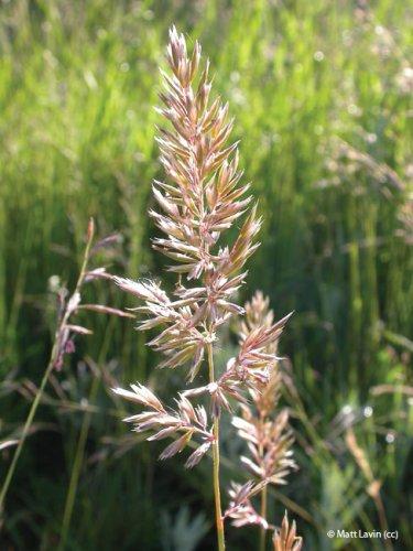Koeleria macrantha
