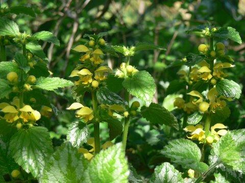 Lamium galeobdolon