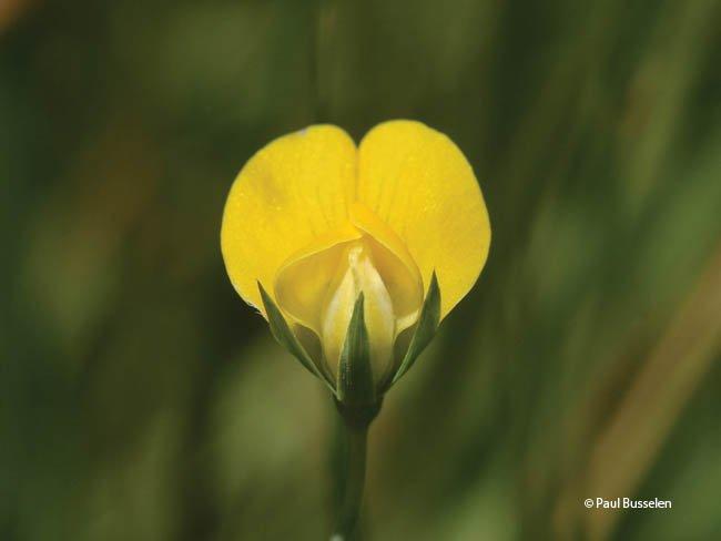 Lathyrus aphaca