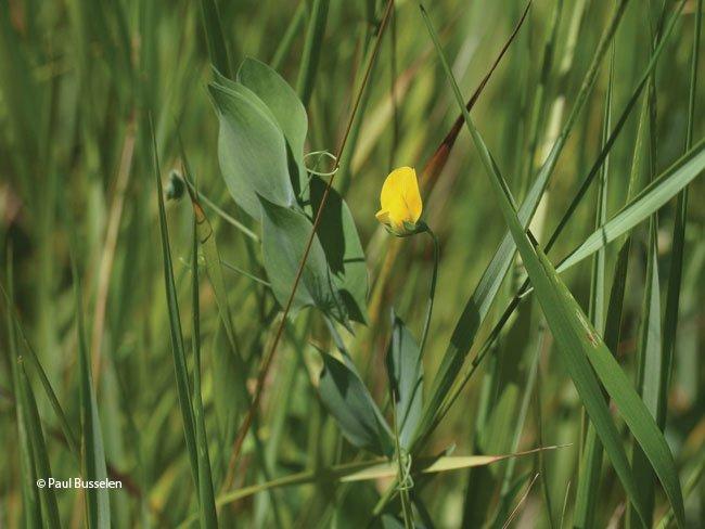 Lathyrus aphaca