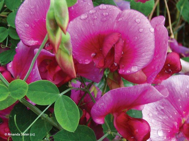 Lathyrus latifolius
