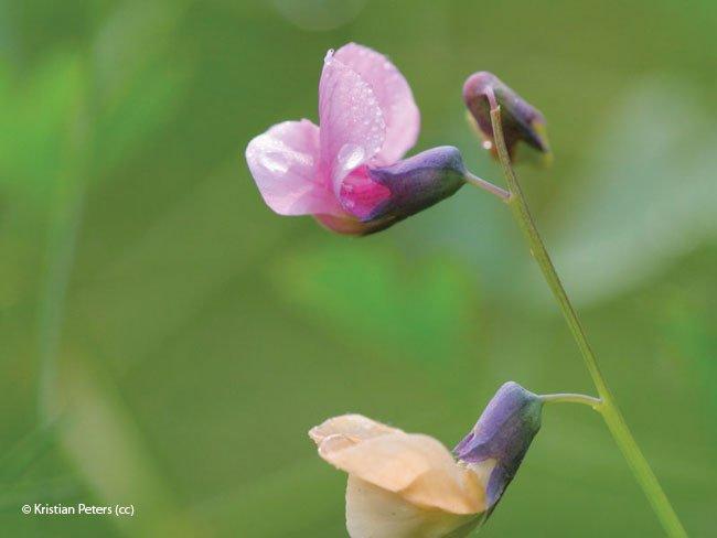 Lathyrus linifolius
