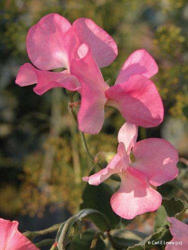 Lathyrus odoratus
