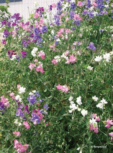 Lathyrus odoratus