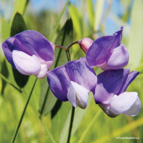 Lathyrus palustris