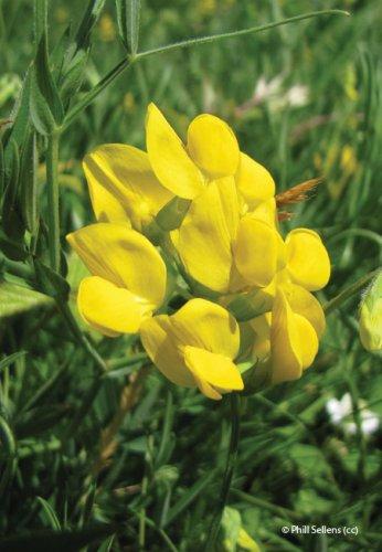 Lathyrus pratensis