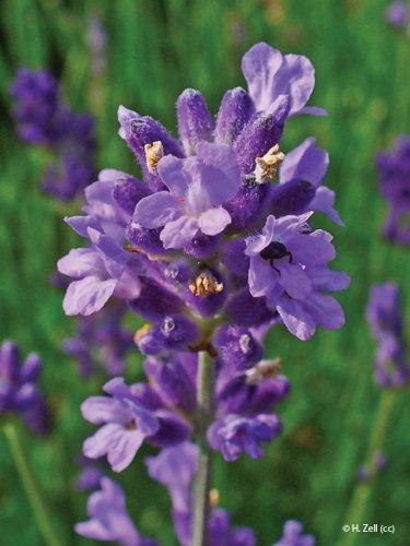 Lavandula angustifolia 