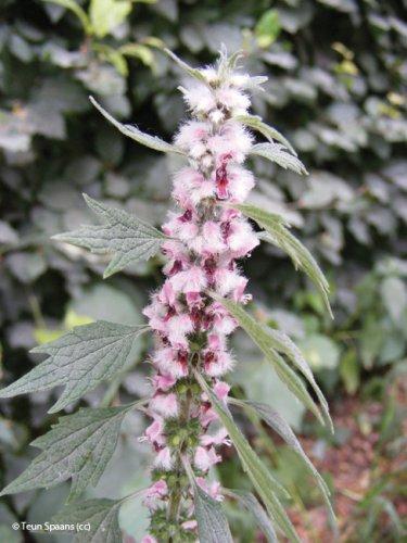 Leonurus cardiaca