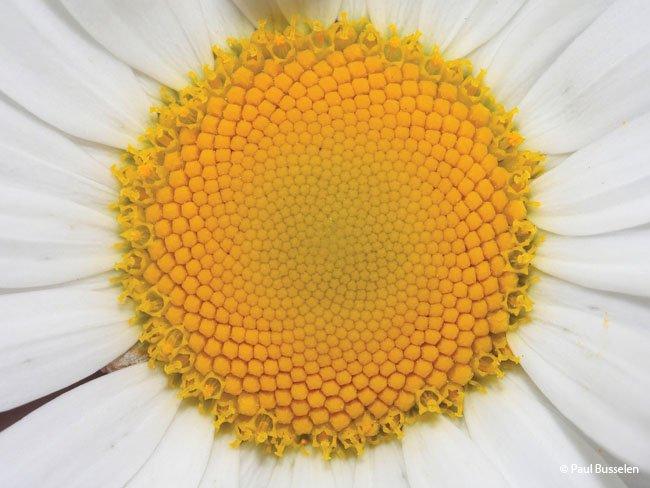 Leucanthemum vulgare