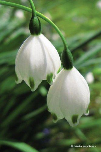 Leucojum aestuvum