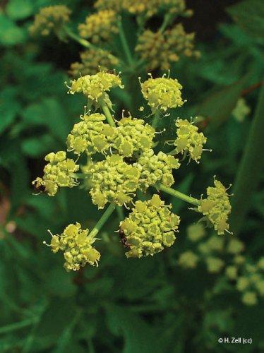 Levisticum officinale