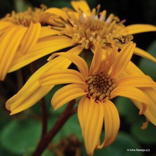 Ligularia dentata