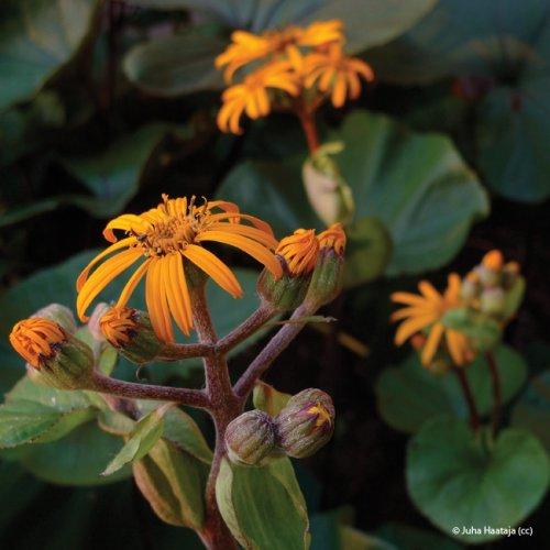 Ligularia dentata