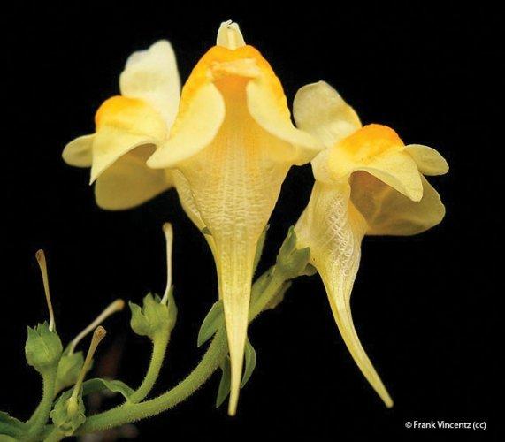 Linaria vulgaris